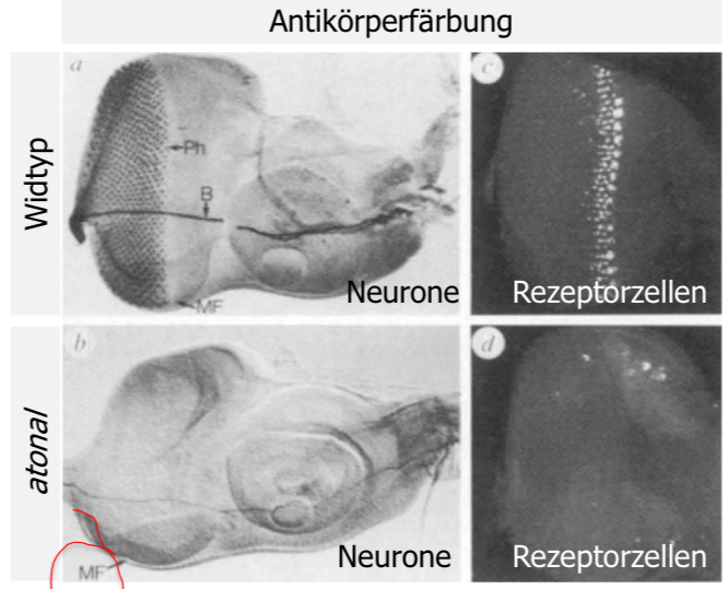<ul><li><p>atonal (ato) ist an der Determination des neuralen Schicksals beteiligt</p></li><li><p>beim Ausfall (Mutation) von ato bilden sich keine R8 Zellen aus → keine Rekrutierung → keine Ommatidien</p></li><li><p>bei Ausfall von aonal ist auch MF gestört (Bewegung, Ausprägung)</p></li></ul>