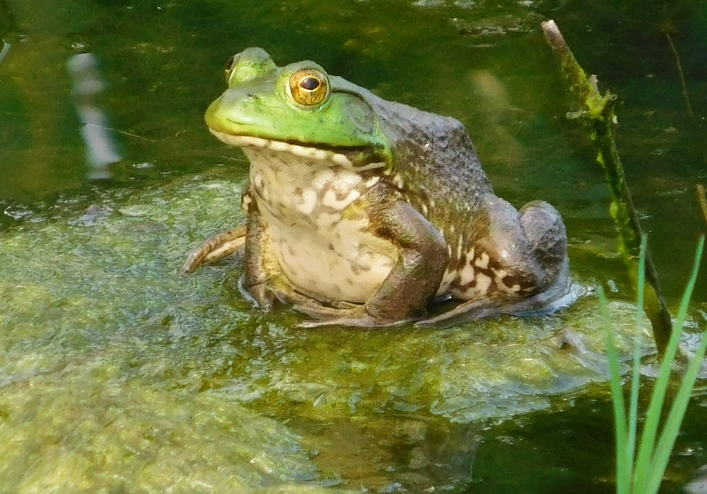 <p>American Bullfrog</p>
