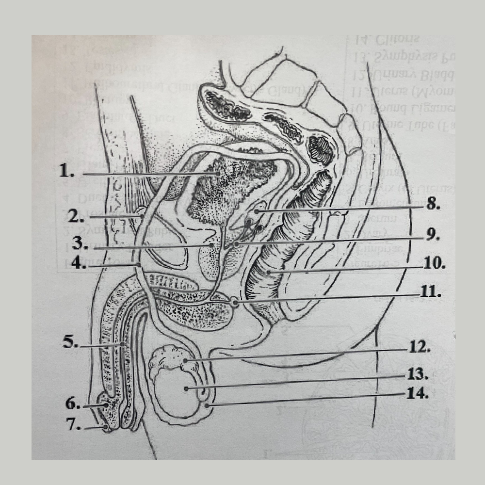 <p>14</p>