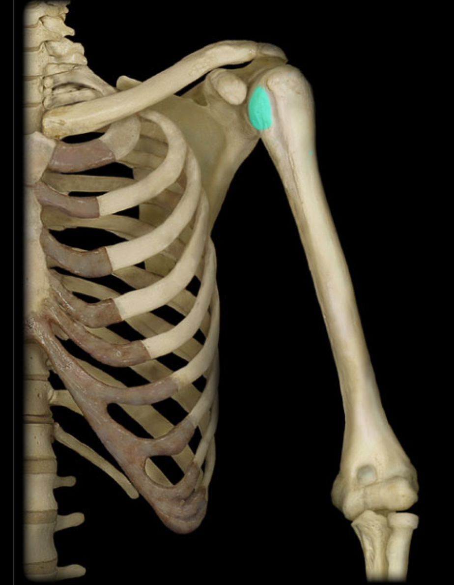 <p>Provides attachment for muscle (prominent anterior projection)</p>