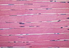 <p>Skeletal Muscle</p>