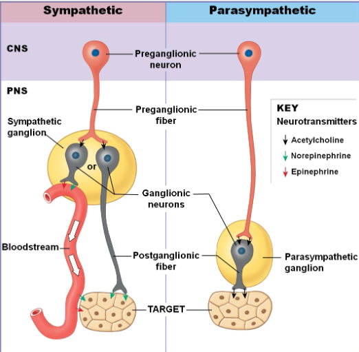 <p>Sympathetic: CNS neuron located in lateral gray horns of T1-L2; PNS ganglia near vertebral column; preganglionic fibers short - releasing acetylcholine; postganglionic fibers long - releasing norepinephrine</p><p>Parasympathetic: CNS neuron located in brain stem and S2-S4; PNS ganglia within vertebral column; preganglionic fibers long -releasing acetylcholine; postganglionic fibers short - releasing acetylcholine</p>