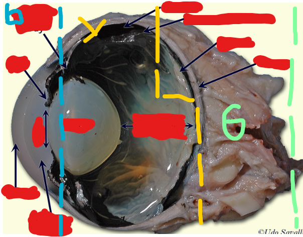<p>Label the following from TOP TO BOTTOM. Start with the BLUE section first (leftmost), then the yellow section <strong>do this left to right</strong> (middle), then the green section (rightmost).</p>