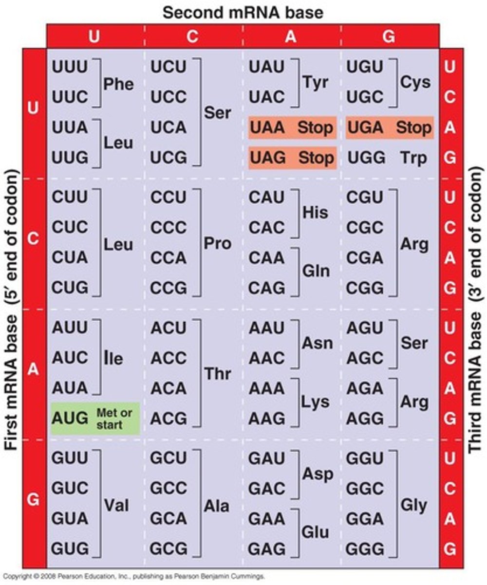 <p>Triplets of nucleotides coding for amino acids.</p>