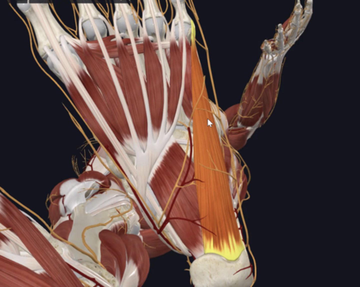 knowt flashcard image