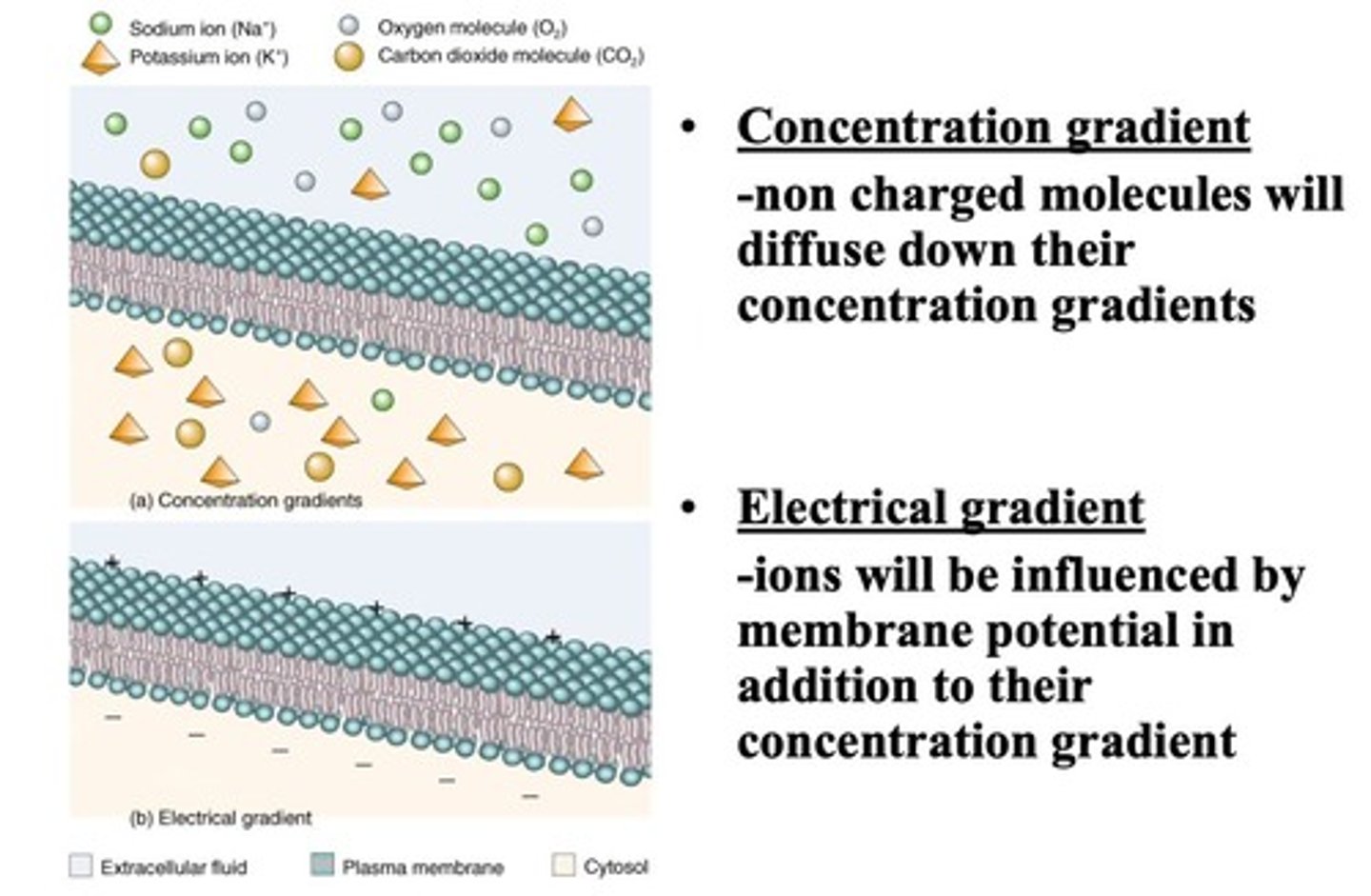 <p>Influence of charge and concentration on ion movement.</p>