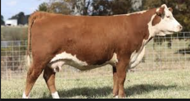 <p>What bovine breed is this? </p>