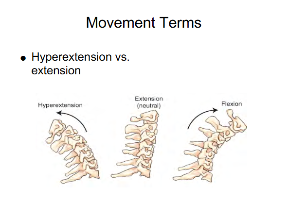 <p>Image 1 : Hyper-extension beyond the straight or neutral position</p><p>Image 2 : Extension ( Neutral )</p><p>Image 3 : Flexion ( chin to chest )</p>