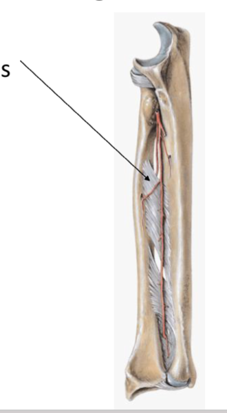 <p>interosseous membrane </p>