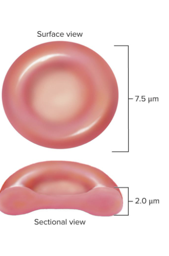 <ul><li><p>a <strong>disc</strong>-shaped cell with a thick rim</p></li><li><p><strong>loses</strong> nearly all of its <strong>organelles</strong> during development so the cell wont consume O2 and can transport it instead</p><ul><li><p><strong>lacks</strong> mitocondria</p><ul><li><p>uses anerobic fermentation to produce ATP</p></li></ul></li><li><p><strong>lack</strong> of nucleus and DNA</p><ul><li><p>NO protein synthesis or mitosis</p></li></ul></li></ul></li><li><p>concave shape <strong>maximizes surface area</strong>, which allows for faster rate of diffusion </p></li></ul><p></p>