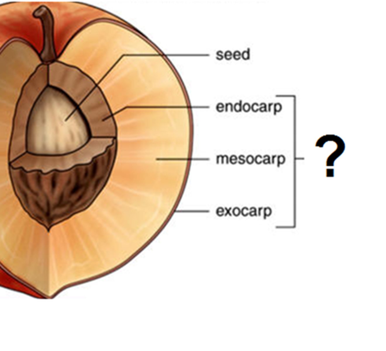 <p>mature ovary wall</p>