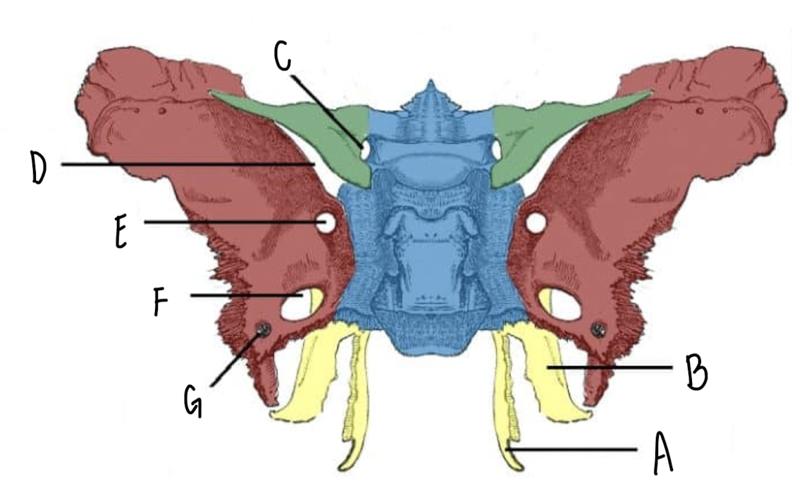 <p>Name the part of the Sphenoid Bone labeled E</p>