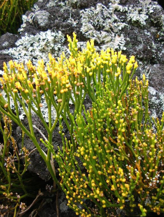 <p>what is this? what phylum does it belong to?</p>