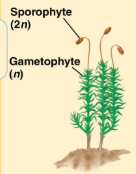 <p>gametophyte- dominant, sporophyte- reduced and dependent on gametophyte for nutrition, sporophyte (2n) and gametophyte (n) grows on top of main plant body</p>