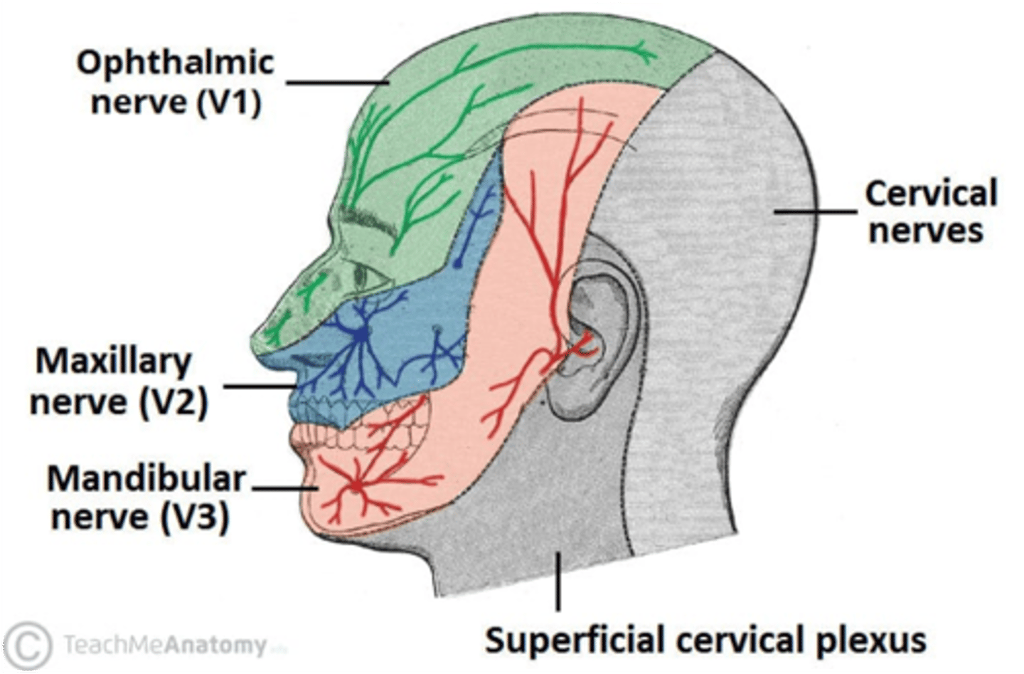 <p>Ophthalmic division of CN V</p>