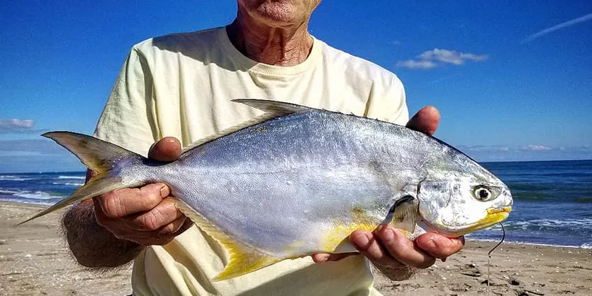 <p>Silver color with a yellow underbelly</p><p>yellow anal and caudal fins</p><p>spinous first dorsal very low</p><p>fleshy keel on caudal peduncle</p>