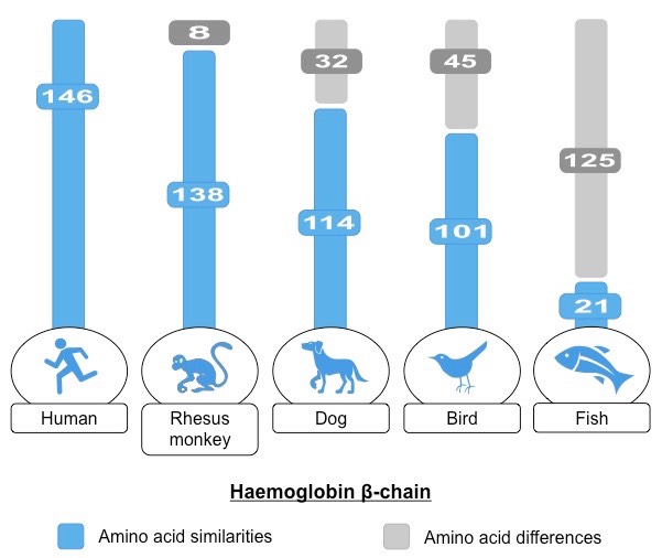 <p>Evidence of Evolution compares sequences of nucleotides in organism DNA. Similar sequences  Indicates that they had a recent shared evolutionary ancestor. ex: hippo milk casein is 83.4% similar to whale casein (refer to packet)</p>