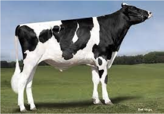 <p>What breed</p>