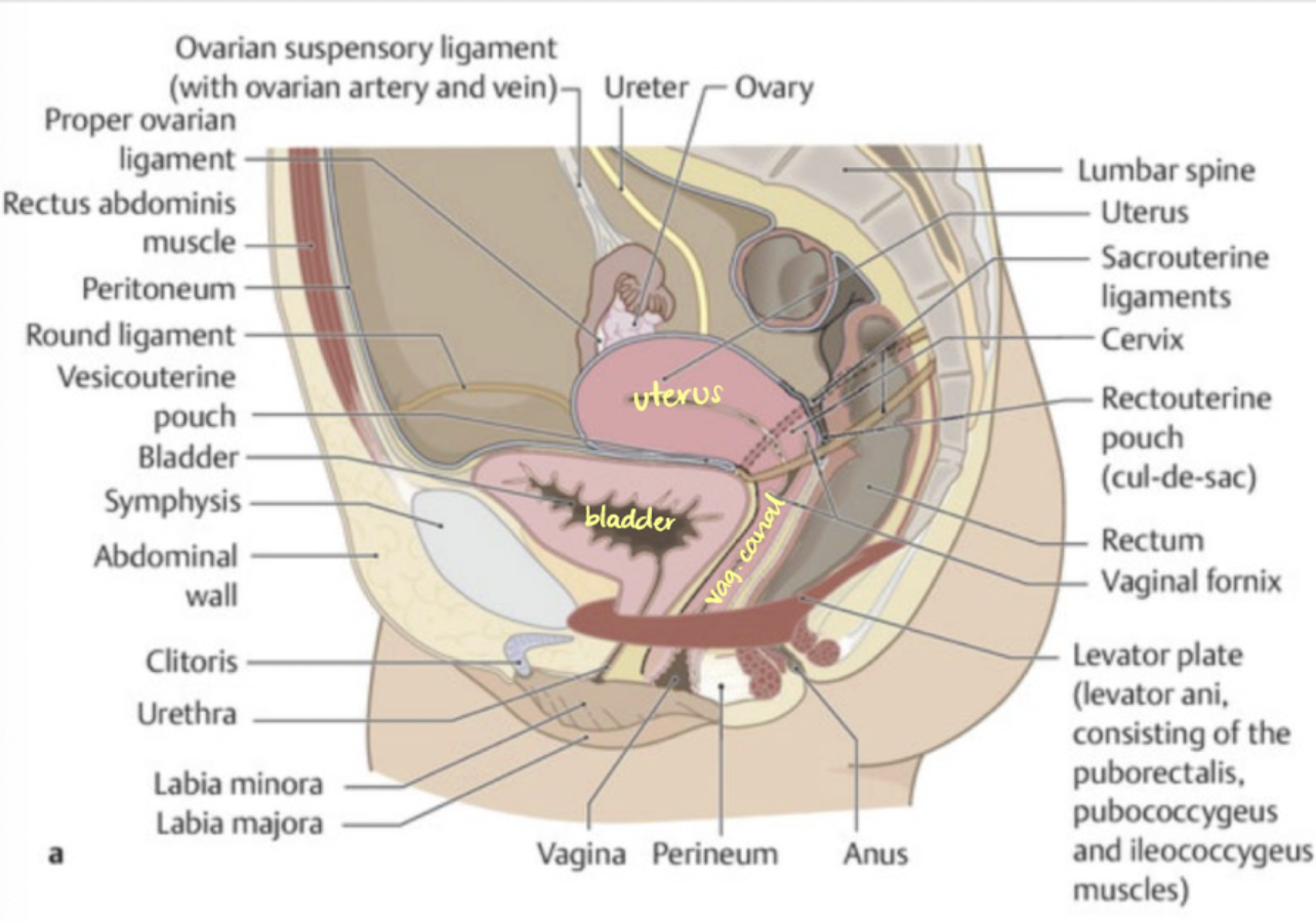 <p>anatomy of female pelvis</p>