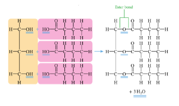 <p>the three OH groups in a glycerol molecule joins with three HO groups in three fatty acids through a condensation reaction</p>