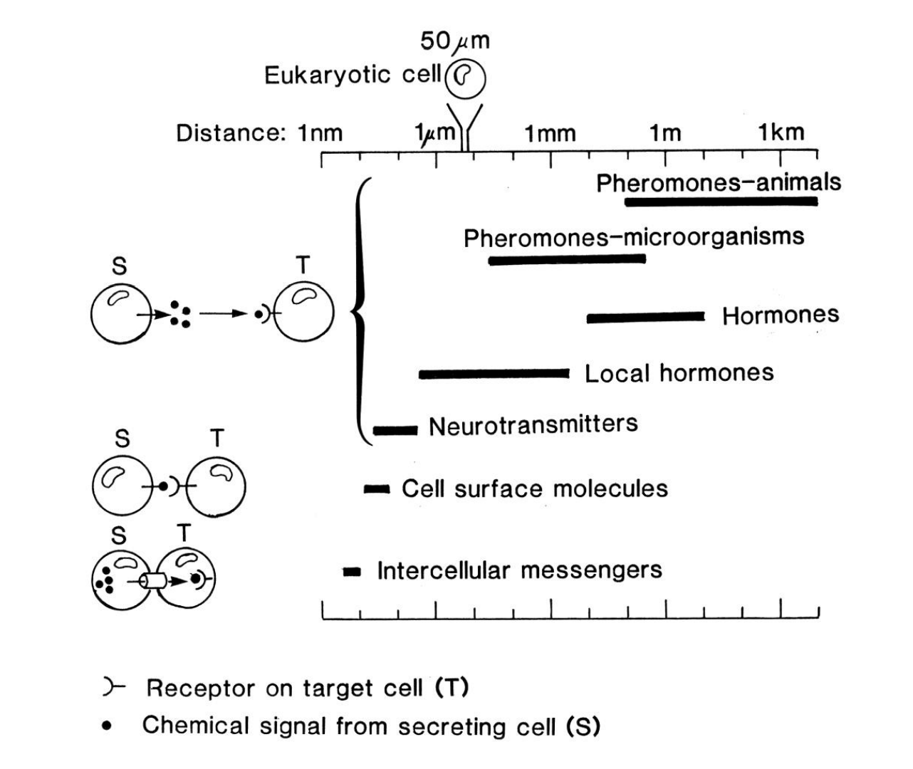 <ol><li><p>Long distance→ pheromones and hormones</p></li><li><p>Intermediate distances→ local hormones</p></li><li><p>Very short distance→neurotransmitters, cell surface molecules and intercellular messengers</p></li></ol><p>Distance ranges: nm→km</p><p></p>