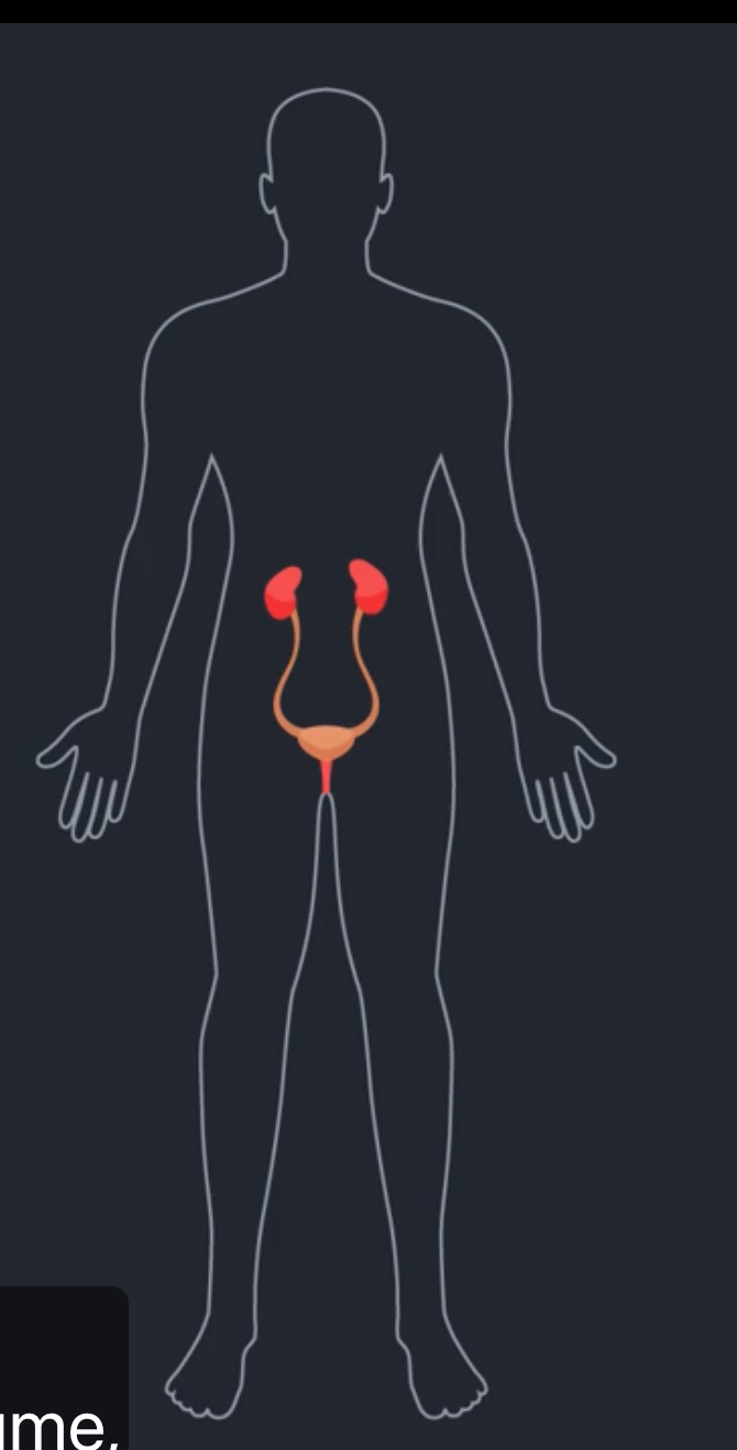 <p>What type of organ system is this?</p>