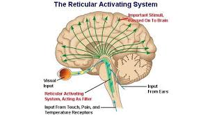 <p>his is located directly in the middle of the brain at the top of the brain stem next to the Pons and below the Hypothalamus. This system is important for attention, sleep and arousal.</p>