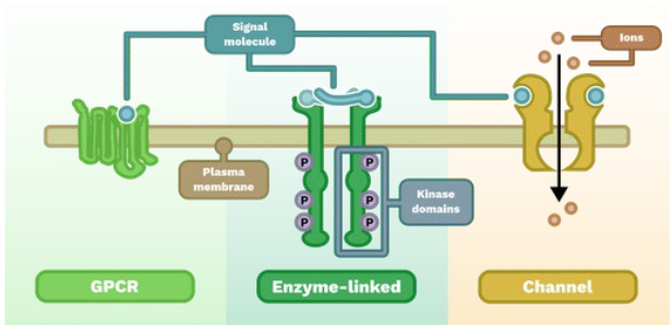 <p>hormones, neurotransmitters, pheromones (can be hydrophobic or hydrophilic)</p>