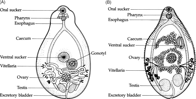 <p>What sheep liver fluke stage is represented?</p>