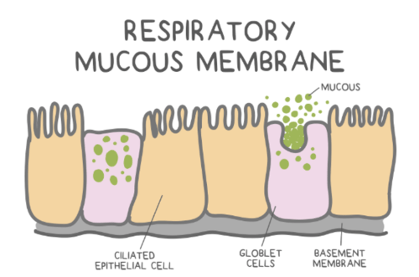 <p>ciliated epithelial cells</p>