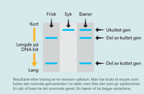 <p>1: Tester for å stille sikker sykdomsdiagnose</p><p>·        Hos allerede syke individer</p><p>·        Kan bekrefte eller avkrefte en diagnose, som f.eks. cystisk fibrose, fordel for å sette inn riktig behandling tidlig</p><p>2: Tester for å påvise om en person er bærer av et sykdomsgen, eks. blødersykdom eller cystisk fibrose</p><p>3: Tester for å påvise gener for arvelig sykdom hos friske personer (prediktiv test)</p><p>·        F.eks. Huntingtons sykdom, skyldes et dominant gen (H), og sykdommen slår ut først i førtiårsalderen. Ingen behandling, dødelig. Kan medføre etiske dilemma. (resultatet kan også si noe om slektninger kan ha sykdomsgenet)</p><p>·        En gentest gir ikke alltid 100% sikkert svar på om man får en arvelig sykdom eller ikke.</p><p>4: Tester for å påvise sykdomsgener der miljøfaktorer er viktige for utvikling av sykdom</p><p>For eksempel. Hjerte- og karsykdommer, kan da leve forebyggende (sunt kosthold, aktivitet….). Tester risiko for å få sykdom ( andre eks.: fedme, brystkreft</p>