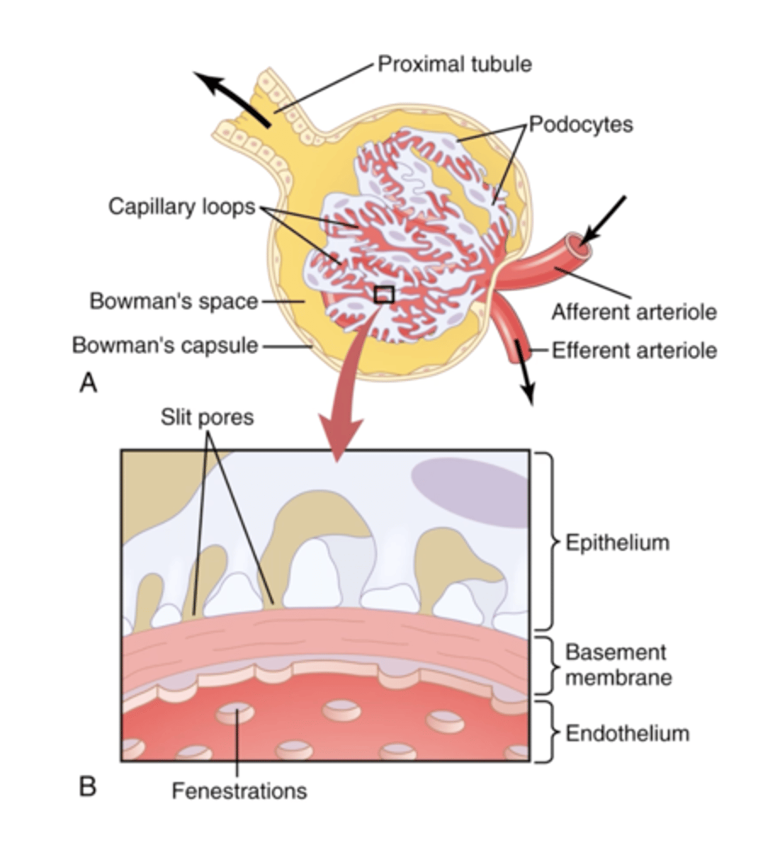 <p>Squamous epithelium</p>