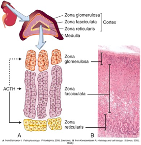 <p>•Located close to upper part of each kidney</p><p>•Consist of two portions</p><p>•Adrenal Cortex</p><p>•Adrenal Medulla</p><p>= separate, but interrelated glands</p><p></p>