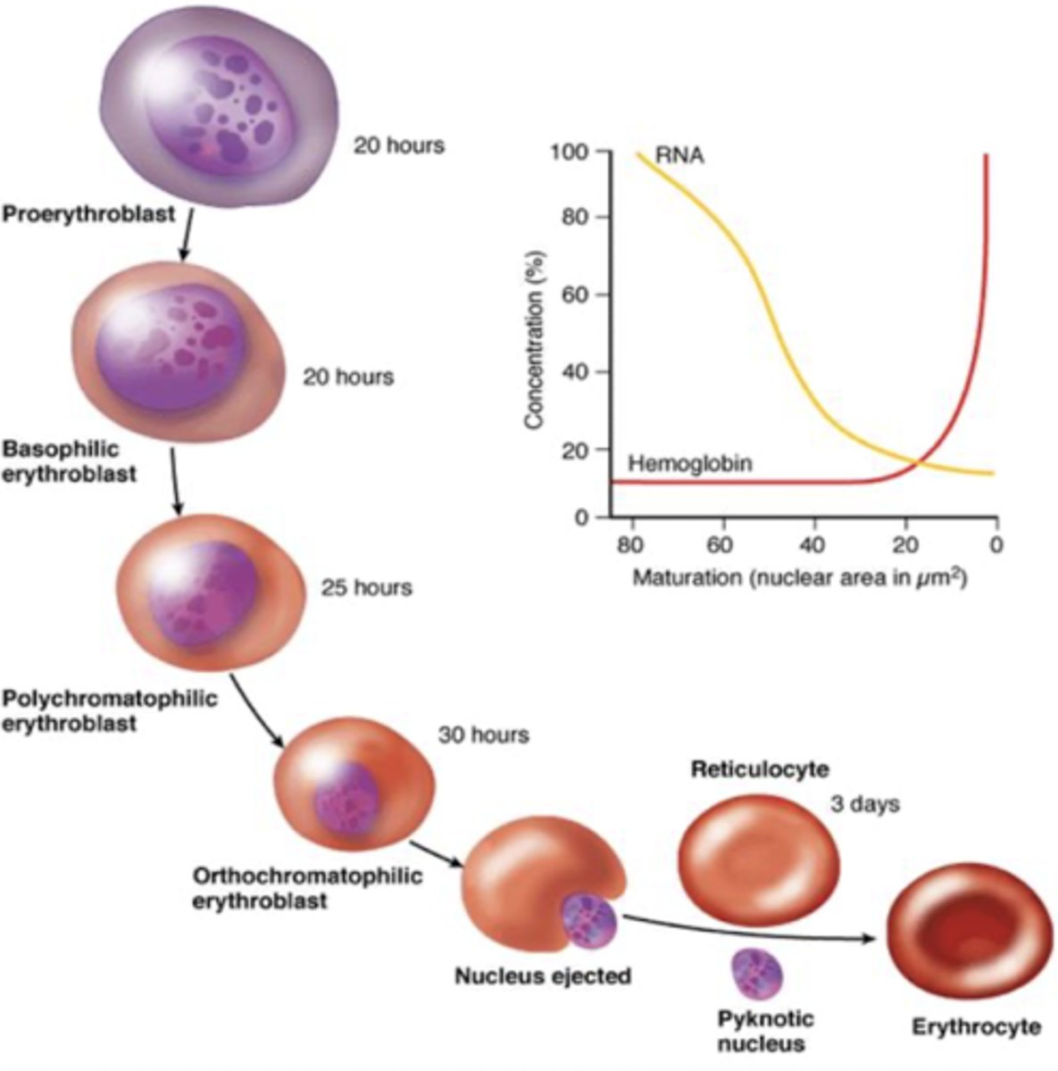 <p>produced in kidney then into bone marrow, entire process is about 1 week</p><p>Day 1: proerythroblast (committed stem cell)</p><p>Day 4: normoblast -&gt; eject nucleus</p><p>Days 5-7: reticulocyte -&gt; dark staining bc extra RNA to maintain hemoglobin protein, not as oxygen binding as a mature RBC</p>