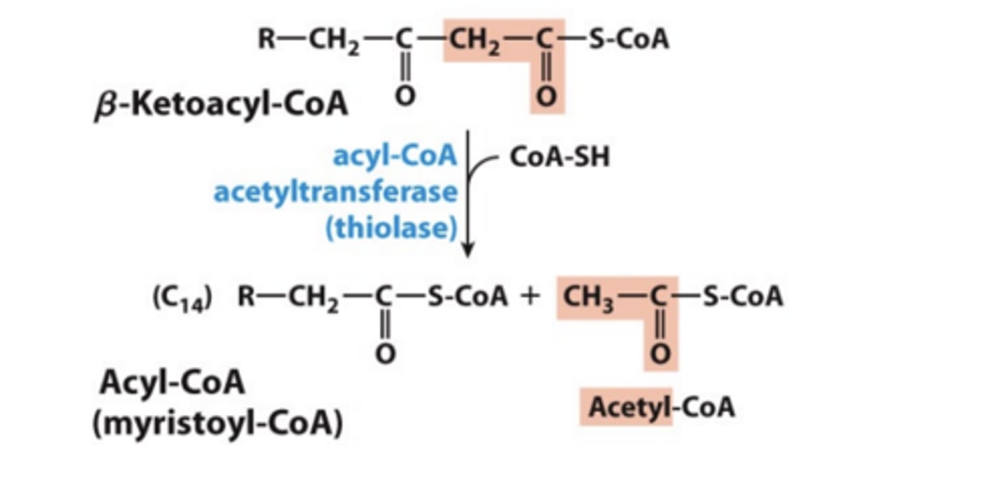 <p>• Catalyzed by acyl-CoA acetyltransferase (thiolase)</p><p>- Thiol sulfur in CoA-SH acts as a nucleophile and picks up the fatty acid chain from the enzyme for next round of oxidation.</p><p>- The leaving group produces the acetyl CoA</p>