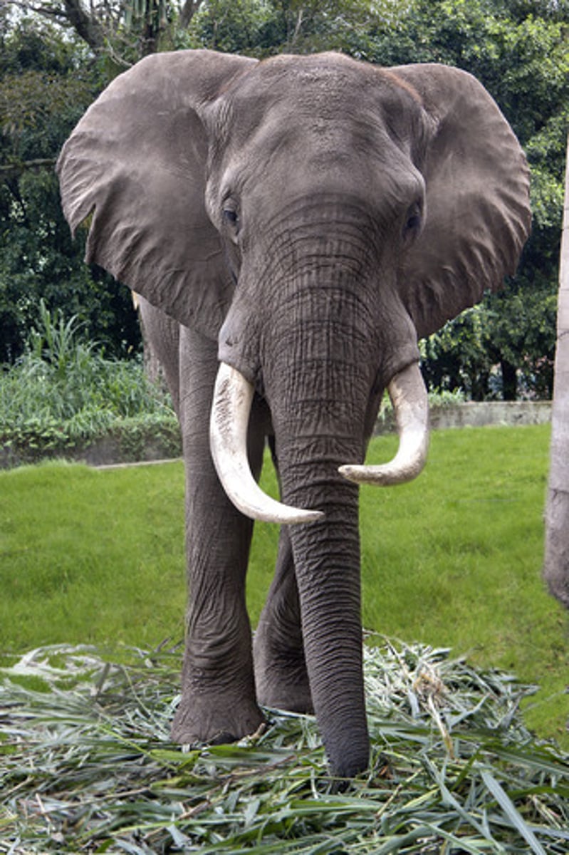 <p>elephant</p>