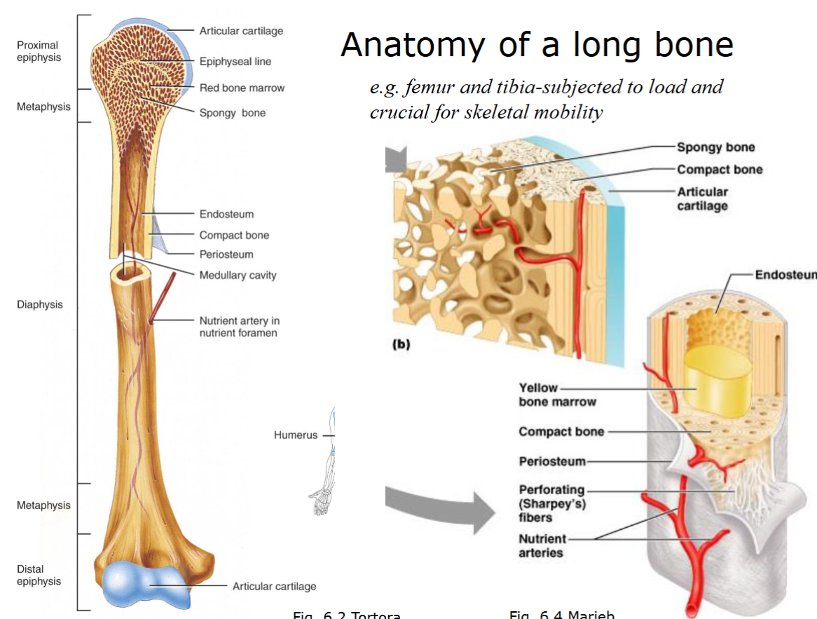 <ul><li><p>Bone tissue - both compact and spongy bone </p></li><li><p>Cartilage - articular cartilage at joints</p></li><li><p>Endosteum - thin membrane that lines the inner surface of the femur</p></li><li><p>Periosteum - dense layer of connective tissue that covers the outer surface of the femur</p></li><li><p>Medullary Cavity - hollow center of the femur contains yellow bone marrow</p></li><li><p>Red bone marrow is primarily found in the epiphyses (the ends) of the femur.</p><p></p><p></p></li></ul><p></p>