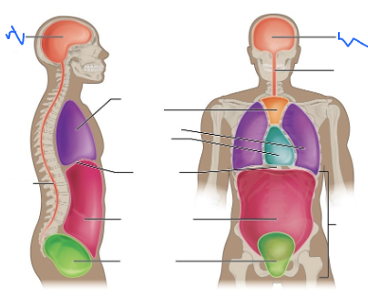 <p>What is this body cavity?</p>