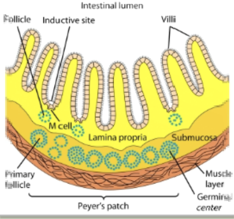<p>peyer’s patch</p>