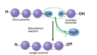 <ul><li><p>A reaction that bonds two monomers together through the loss of a -OH from one and a -H from another in order to create a polymer and a H2O</p></li><li><p>A “build” mechanism</p></li><li><p>Forms macromolecules</p></li></ul><p></p>