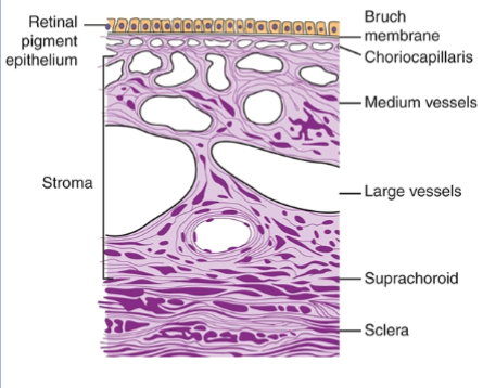 <p>choroid </p>