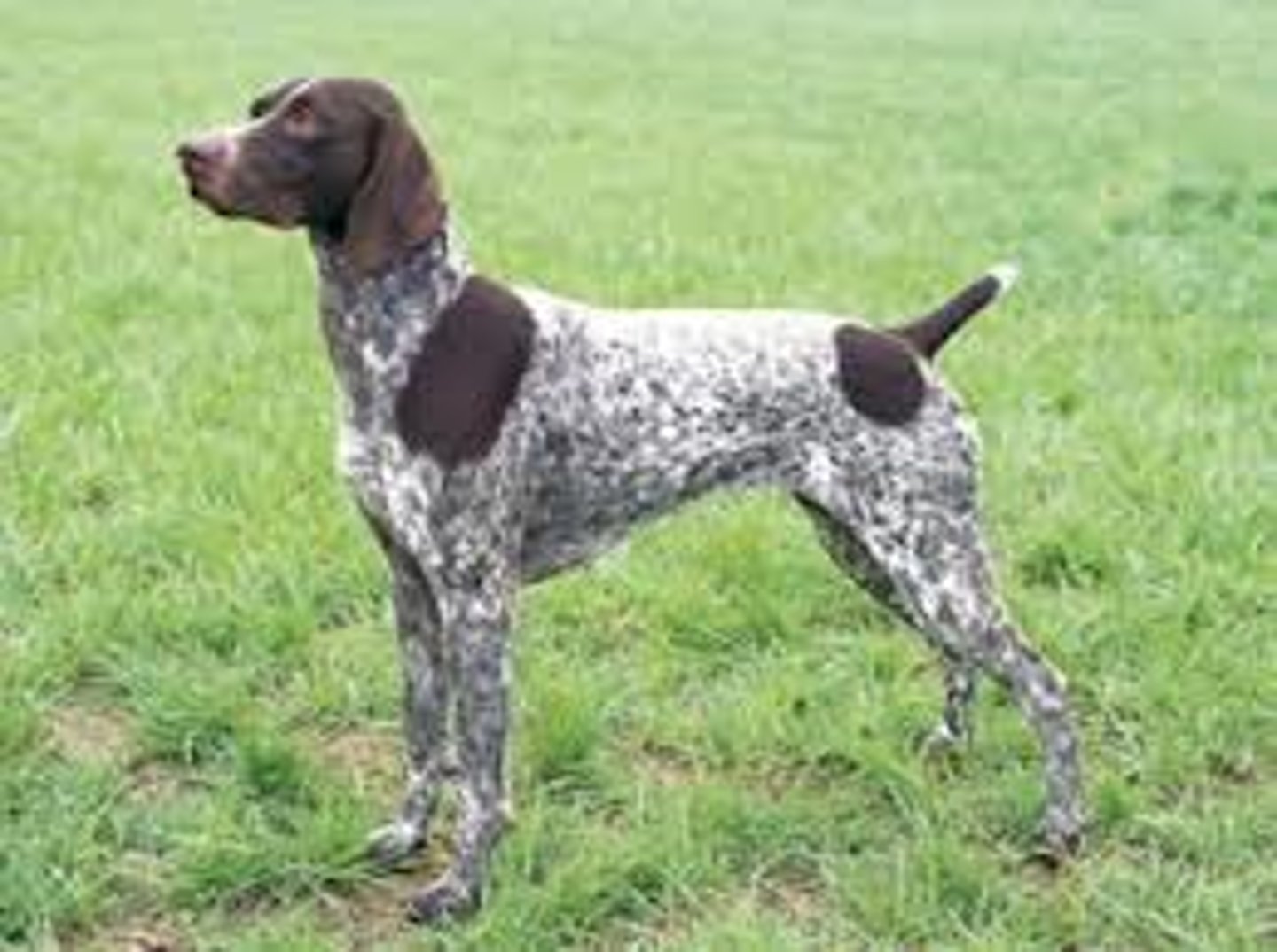 <p>Sporting group, 23-25 in, gun dog</p>