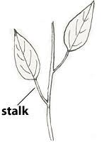<p>refers to a leaf or flower having a length of petiole or pedicle between its base and the stem.</p>