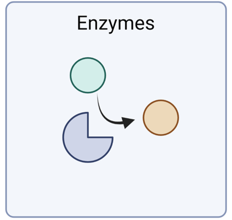 <p>What are enzymes?</p>