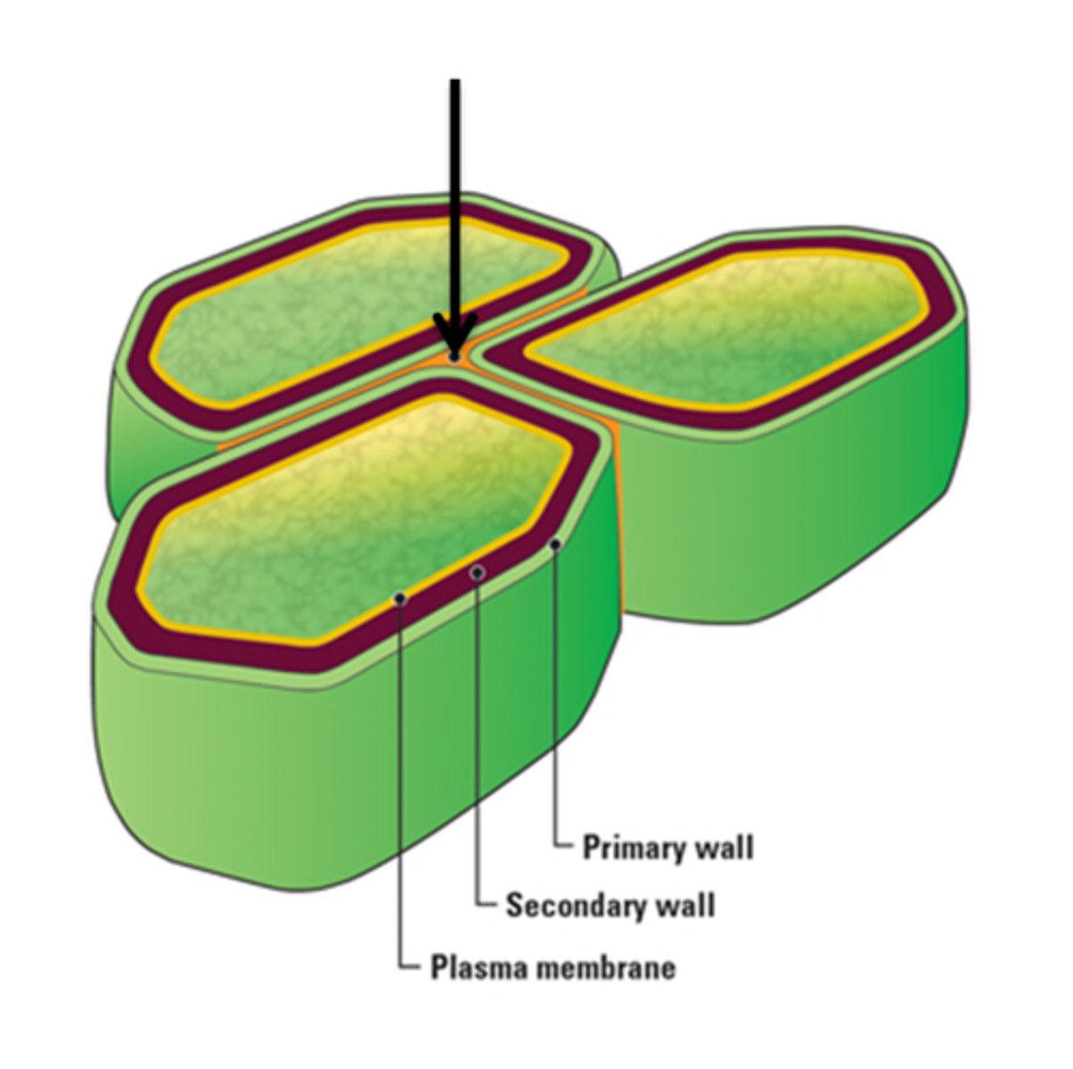<p>Produced inside primary walls</p>