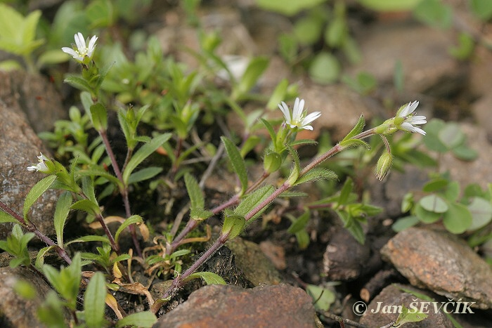 <p><em>Caryophyllaeae -</em> hvozdíkovité</p><p><em>Cerastium holosteiodes -</em> rožec obecný</p>