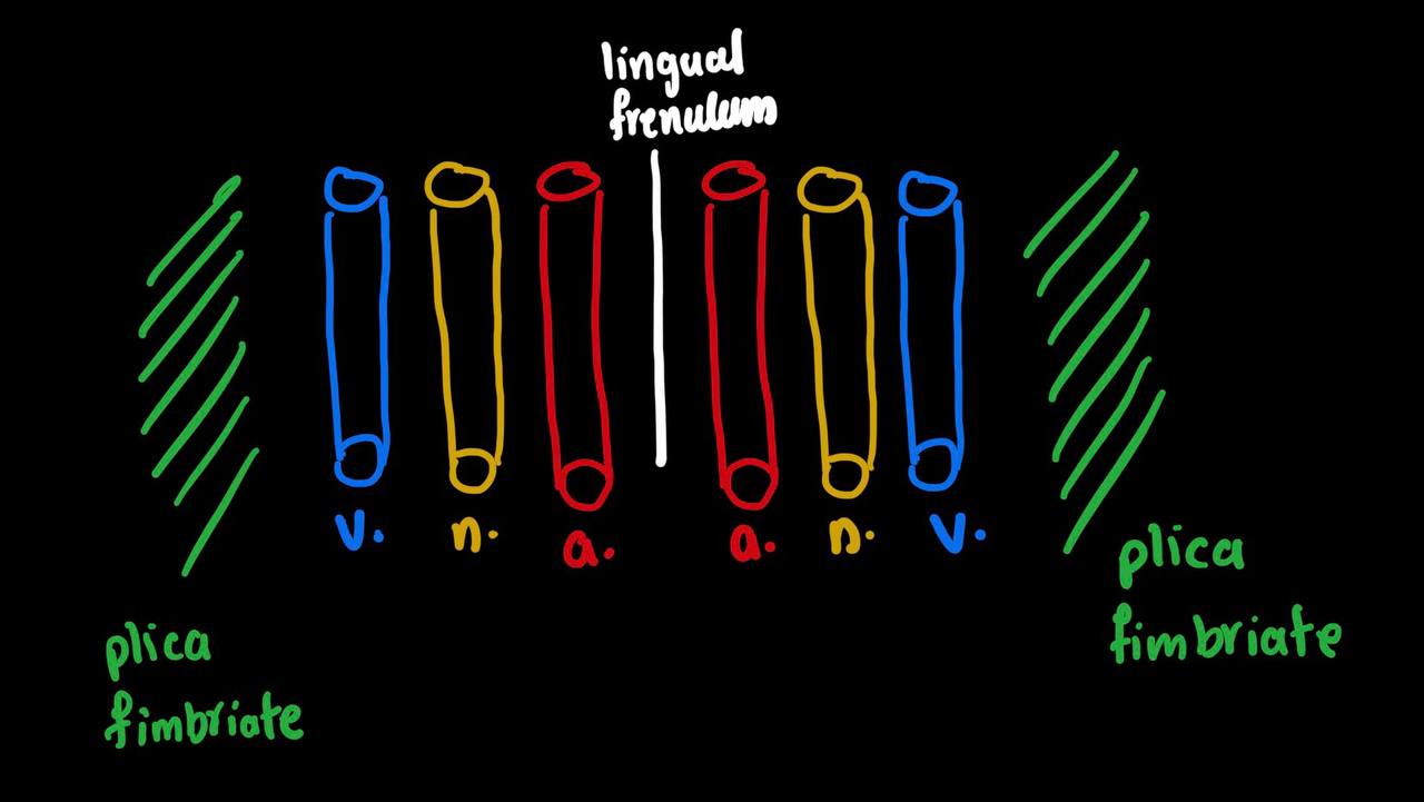 <p>ANV</p><ul><li><p>lingual artery</p></li><li><p>lingual nerve</p></li><li><p>lingual vein</p></li></ul><p>-then on medial on lingual vein there is the plica fimbriate</p><p></p>