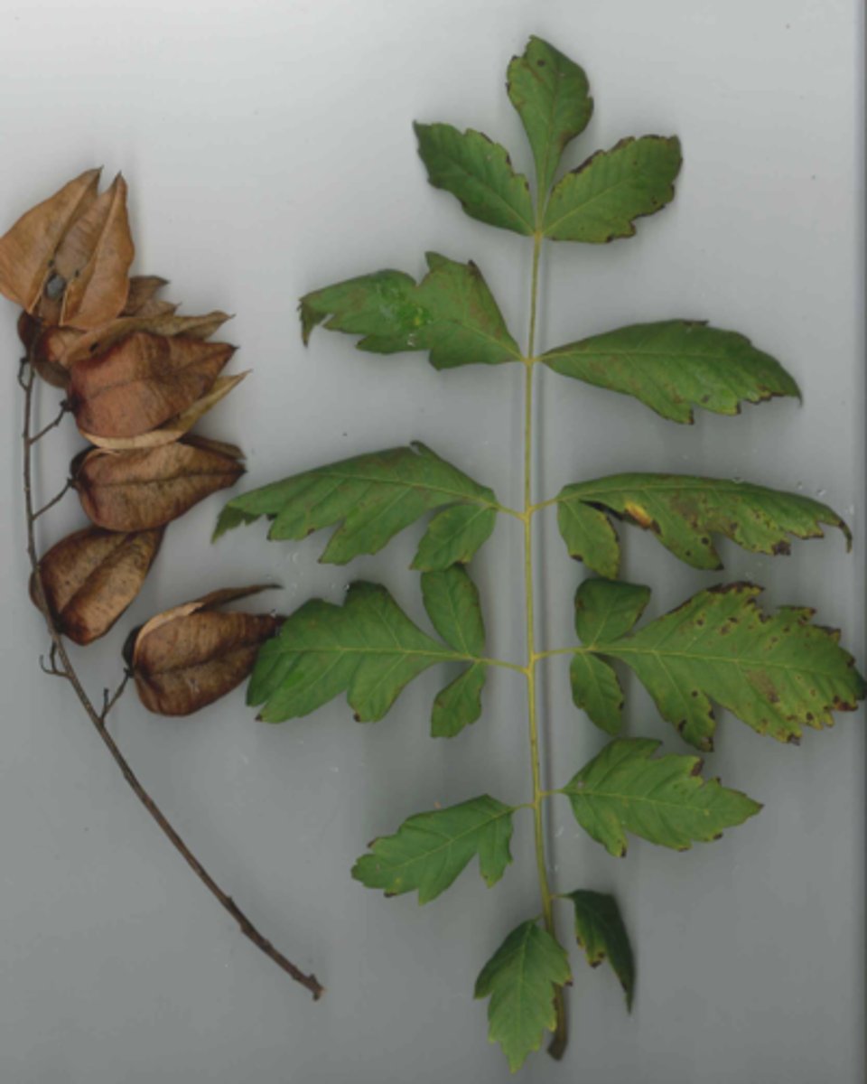 <p>lantern fruit, lobed leaflets with coarse teeth</p>