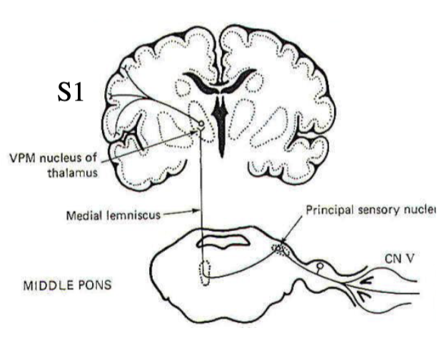 <ol><li><p>pons (1st synapse): principal sensory nucleus of trigeminal nerve</p></li><li><p>thalamus (2nd synapse): ventral posteromedial nucleus (VPM)</p></li><li><p>parietal cortex (3rd synapse)</p></li></ol><p></p>