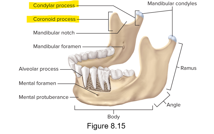 <p>Coronoid process is anterior; condylar process is posterior</p>